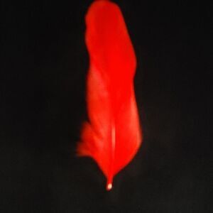 BRUNO CAPELO REAL SIDE FEATHERS FOR FEDORA HATS. UNISEX.